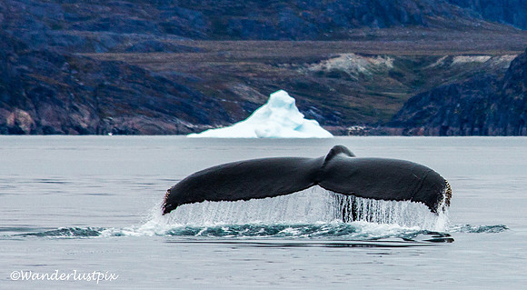 Humpback!